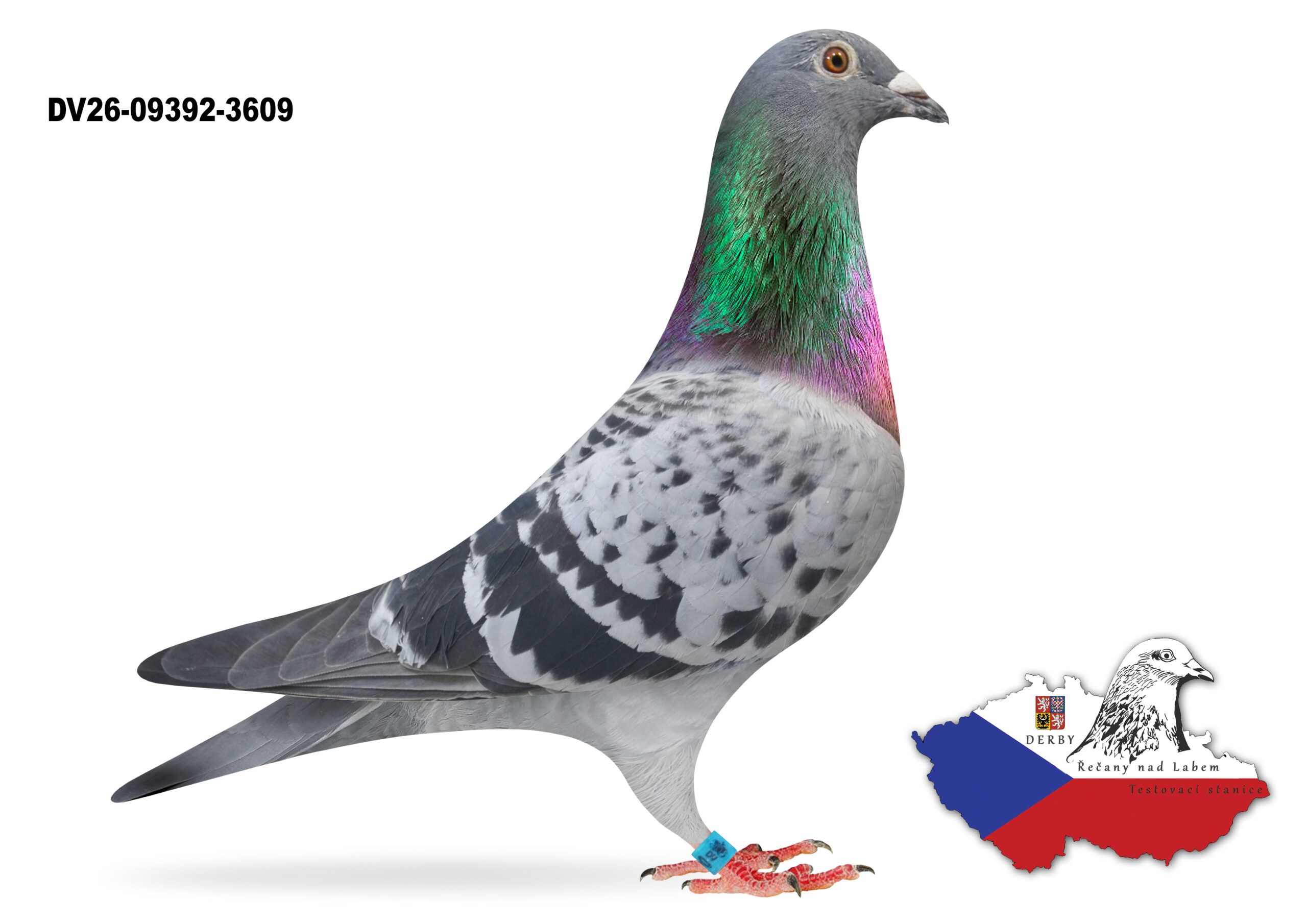 DV-2026-09392-3609